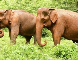 Elephant Visit and Volunteering Fun