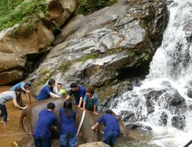 Elephant Sanctuary & Zip Lining in Chiang Mai