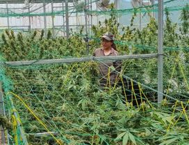 Organic Cannabis Farm Tour and Workshop