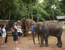 National Elephant Care&Fully 22 Ziplines Adventure