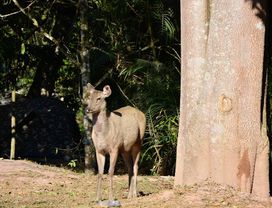 Hike Your Way Through Khao Yai National Park (Pickup from Bangkok)