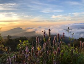Trek to Doi Inthanon and Kew Mae Pan Nature Trail with a Local