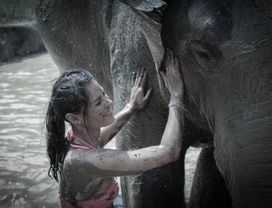 Chiang Mai Private Tour: Ethical Elephant Care, Rainforest & Waterfall 