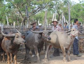 Visit a Countryside Flea Market in Chiang Mai