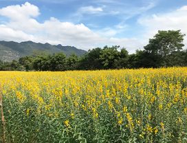 Enjoy Wine Tasting at Khao Yai Vineyard from Bangkok
