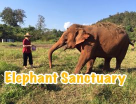 Let's Care for Elephants Ethically & Visit Wat U-Mong Temple in Chiang Mai
