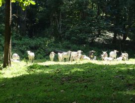 Explore and have a day camping at Mae Tae hidden Waterfall.