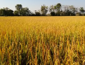 Happy Farming at Ban Rai Han Sa 