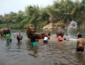 Ethical Tourism to the Elephant's Home in Kanchanaburi (Day Trip from Bangkok)