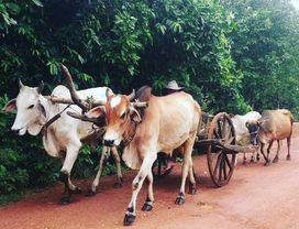 Cambodian Countryside Tour in Kampot