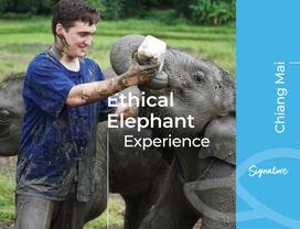 Chiang Mai: Care for Elephants at Ethical Sanctuary
