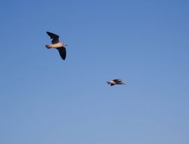 Be a Local at Chachoengsao: Temples, Floating Market & Bird Watching