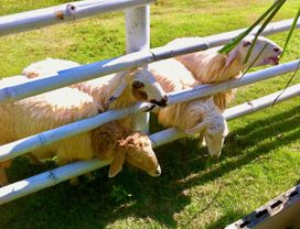 See Vintage Farm, Candle Workshop & Hot Spring