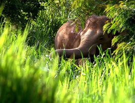 See Elephants and Natural Wildlife at Kui Buri National Park! 