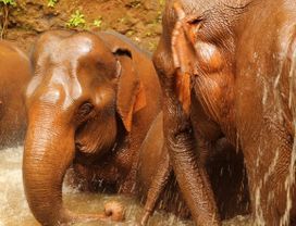 Elephant Experience and Forest Hike
