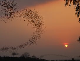 Explore Nakhon Ratchasima with a Bat Cave Half Day Tour 