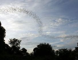 Night Tour by Tuk Tuk: Enjoying the Night in Battambang