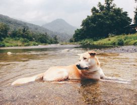 Experience Local Community Living and Purest Ozone in Nakhon Si Thammarat 