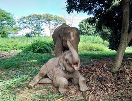 Let's Take Care of Elephants the Ethical Way in Chiang Mai