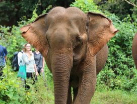 Jungle Trekking with Elephants in Mondulkiri