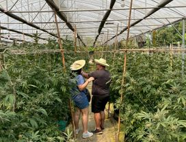 Cannabis Farm Tour: Happy Herb Farm Chiang Mai