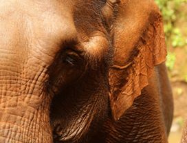 Half-Day with Mondulkiri Elephants (No Cruelty) 