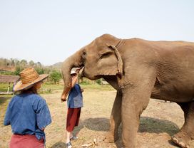One-Day Elephant Sanctuary + Bamboo Rafting + Long Neck Village + Butterfly and Orchid Farm
