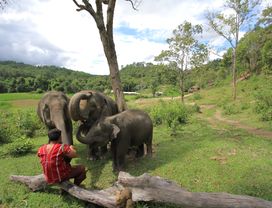 Prenez Soin D'éLéPhants à Doi Inthanon Elephant House