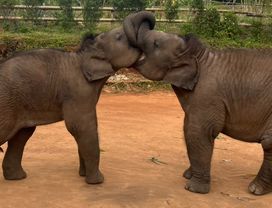 Half-Day Morning Visit Elephant Land