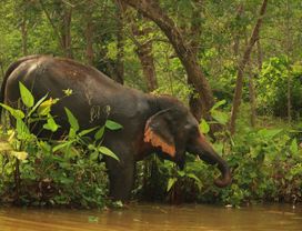Phuket: Hidden Forest Elephant Afternoon Tour