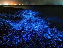 Phuket: Phang Nga Bay Bioluminescent Plankton Tour