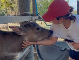 Mud, Buffalos & Mai Khao Magic