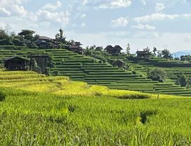 Rice Terraces & Doi Inthanon: Full-Day Adventure