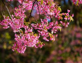 See the Thai Himalayan Cherry Blossom at Doi Inthanon, the Peak of Thailand