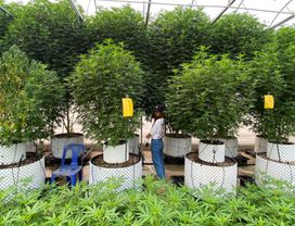 Cannabis Farm Industrial Style +Elephant Sanctuary