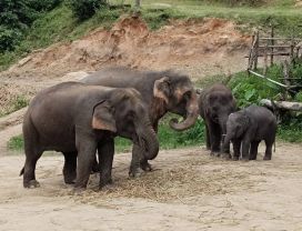 One Day Elephant Care & Hiking(Doi Inthanon Area)