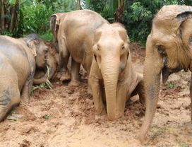 Afternoon Program: Ethical Sanctuary Elephant Home