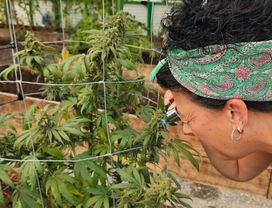 Cannabis Farm Tour (Morning/Afternoon Rounds)