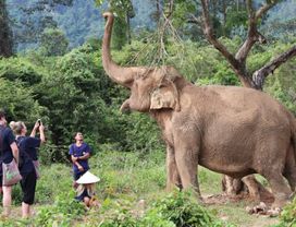 Morning Program: Ethical Sanctuary Elephant Home