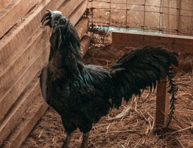 โปรแกรมท่องเที่ยวบ้านเขาหลัก จ.ตรัง 2 วัน 1 คืน