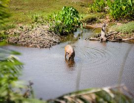 Hike at Khao Yai National Park & Enjoy a Picnic 
