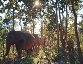 Half Day Elephant Bathing & Short Trekking Tour in Chiang Mai