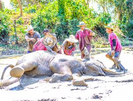 Full Day Elephant Sanctuary 