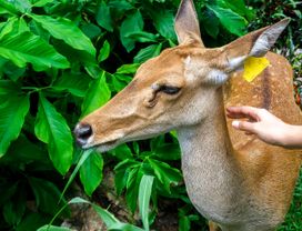 Open Zoo & Temple Tour