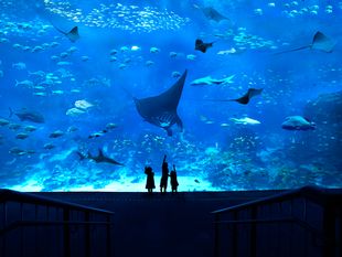 บัตรเข้าพิพิธภัณฑ์สัตว์น้ำ S.E.A. สิงคโปร์ ราคาพิเศษ (S.E.A. Aquarium Singapore)