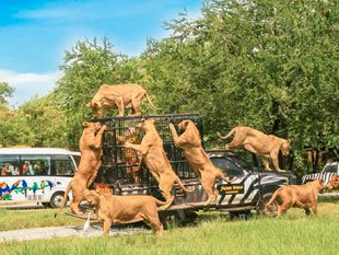 Safari World Bangkok