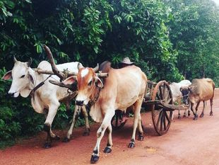 Cambodian Countryside Tour in Kampot
