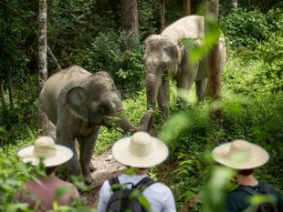 Elephant Jungle Sanctuary - Phuket with Round Trip Transfer