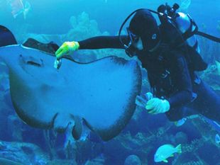 𓆟 Aquaria Phuket & Trick Eye Museum Special Combo 𓆟