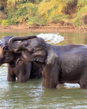 Elephant bathing